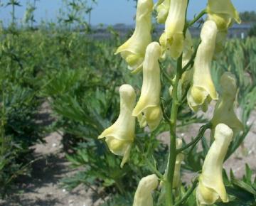 Aconitum lamarckii