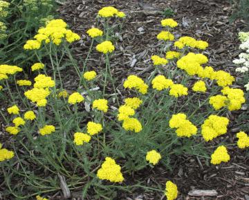 Achillea  'Little Moonshine'