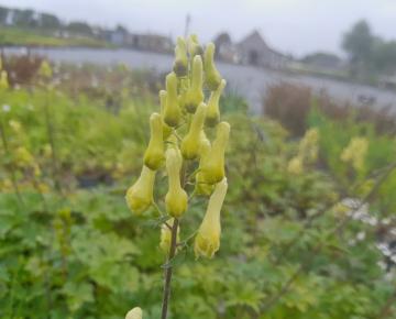 Aconitum lycoctonum
