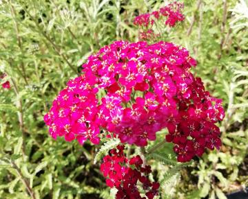Achillea millefolium 'Christel'