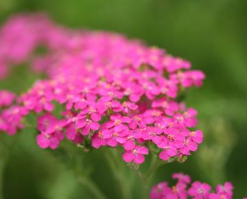 Achillea millefolium 'Cerise Queen'
