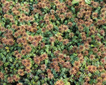 Acaena microphylla 'Dichte Matte'