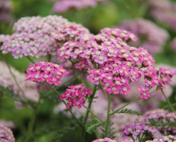 Achillea millefolium 'Excel'