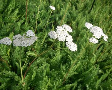 Achillea millefolium