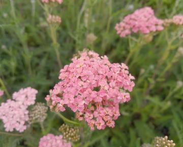 Achillea millefolium 'Lachschönheit'