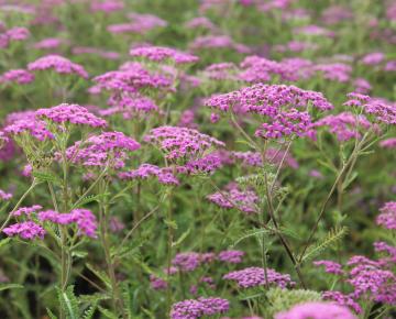 Achillea millefolium 'Lilac Beauty'