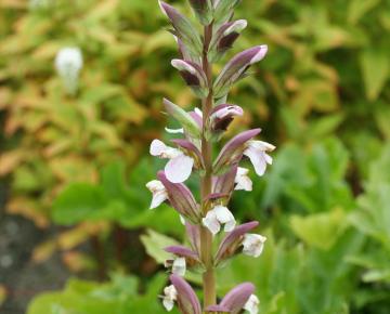 Acanthus mollis