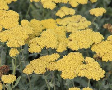 Achillea 'Moonshine'