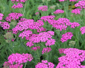 Achillea millefolium 'Pink Grapefruit'