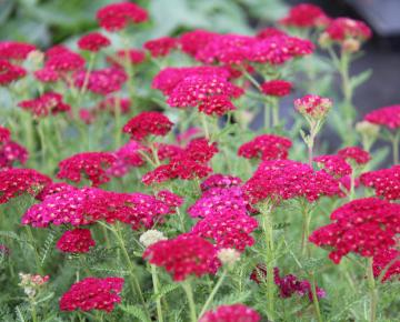Achillea millefolium 'Pomegranate'