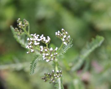 Achillea millefolium 'Proa'