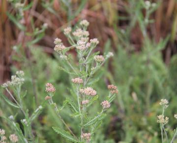 Achillea millefolium 'Red Beauty'