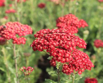 Achillea millefolium 'Red Velvet'