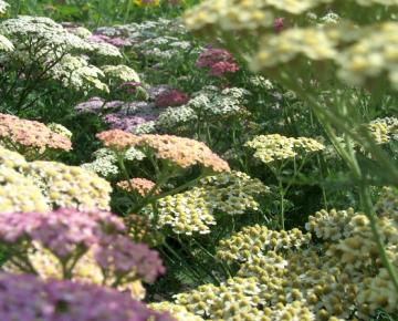 Achillea millefolium 'Summer Pastels'