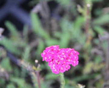 Achillea millefolium 'Saucy Seduction' PBR