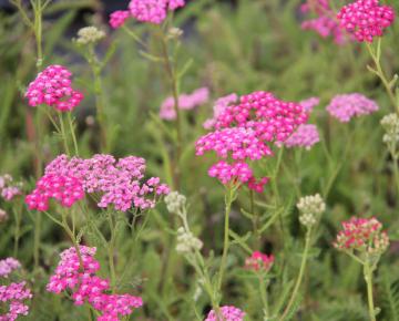 Achillea millefolium 'Summerwine'
