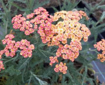 Achillea millefolium 'Tricolor'