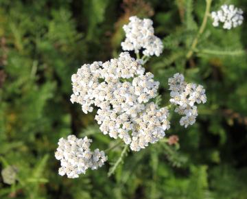 Achillea millefolium 'White Beauty'