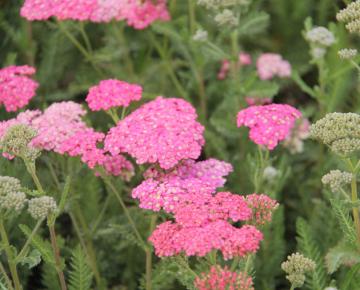 Achillea millefolium 'Wesersandstein'