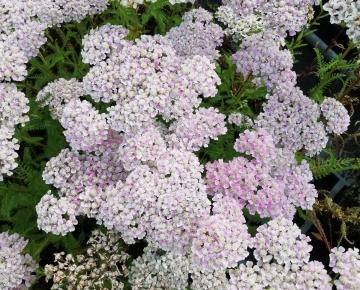 Achillea millefolium 'Wonderful Wampee'