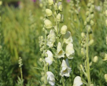 Aconitum napellus 'Album'
