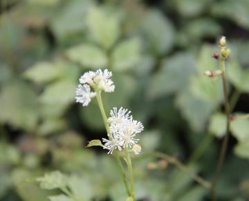 Actaea pachypoda 'Misty Blue'