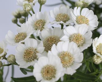 Achillea ptarmica 'Nana Compacta'