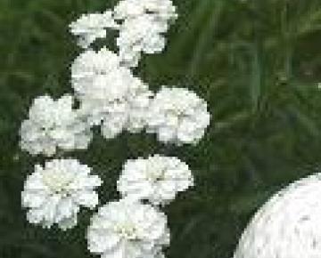 Achillea ptarmica 'Perry's white'