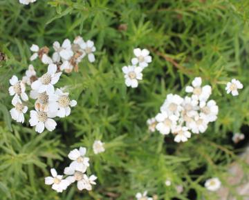 Achillea ptarmica