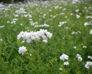 Achillea ptarmica 'The Pearl'