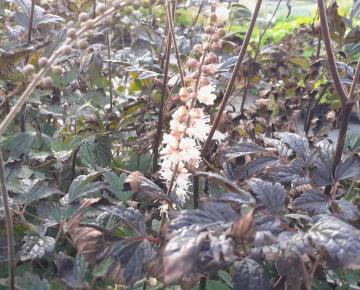 Actaea x 'Queen of Sheba' ®