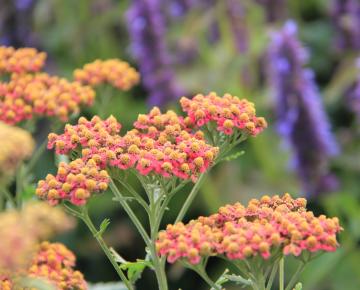 Achillea  'Safran'