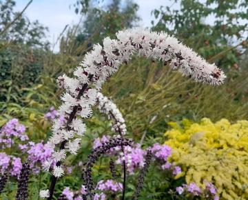Actaea simplex 'Atropurpurea'