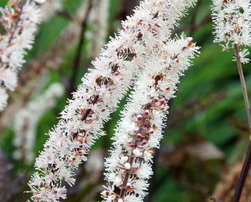 Actaea simplex 'Black Negligee'