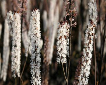 Actaea simplex 'Brunette'
