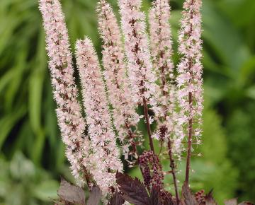 Actaea simplex 'Pink Spike'
