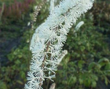 Actaea simplex 'White Pearl'