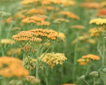 Achillea 'Terracotta'