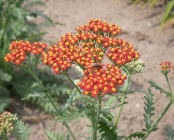 Achillea  'Walter Funcke'