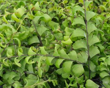 Adiantum pedatum 'Imbricatum'