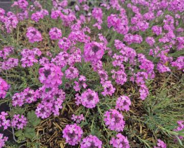 Aethionema armenum 'Warley Rose'