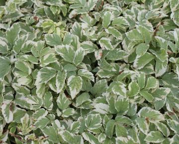 Aegopodium podagraria 'Variegatum'