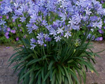 Agapanthus africanus 'Charlotte'
