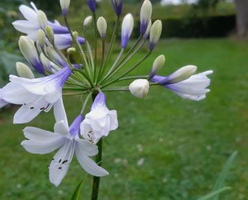 Agapanthus africanus 'Twister' ®
