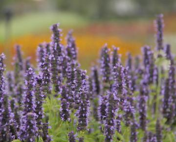 Agastache  'Black Adder'