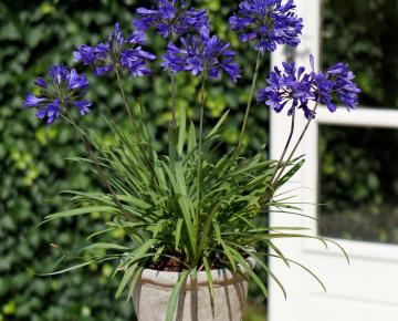 Agapanthus 'Brilliant Blue'