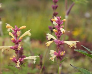 Agastache barberi 'Firebird'