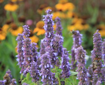 Agastache  'Blue Fortune'