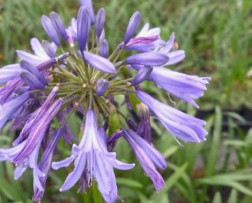 Agapanthus 'Blue Giant'