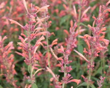 Agastache barberi 'Tangerine Dream'
